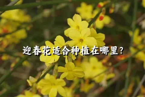 迎春花适合种植在哪里？