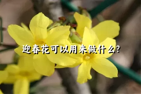 迎春花可以用来做什么？