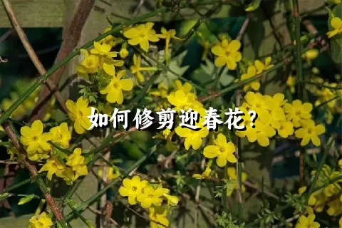 如何修剪迎春花？