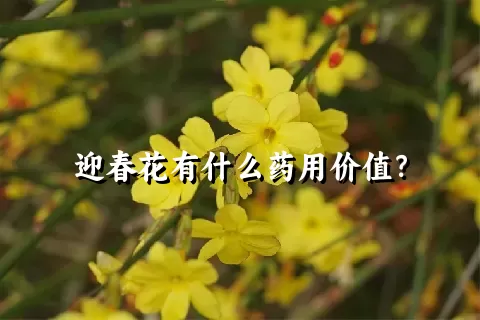 迎春花有什么药用价值？