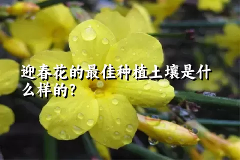 迎春花的最佳种植土壤是什么样的？