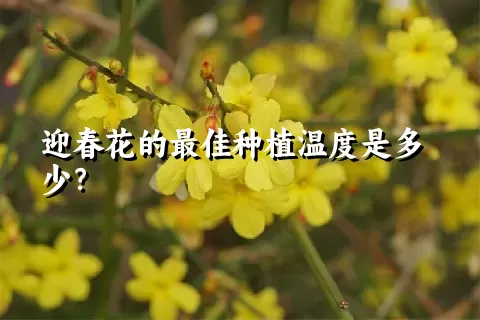 迎春花的最佳种植温度是多少？