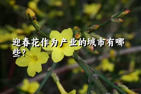 迎春花作为产业的城市有哪些？