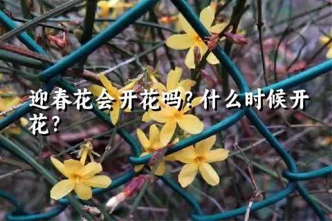 迎春花会开花吗？什么时候开花？