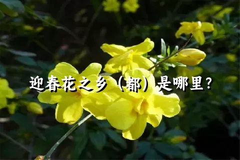 迎春花之乡（都）是哪里？