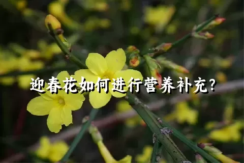 迎春花如何进行营养补充？