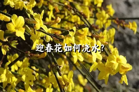 迎春花如何浇水？