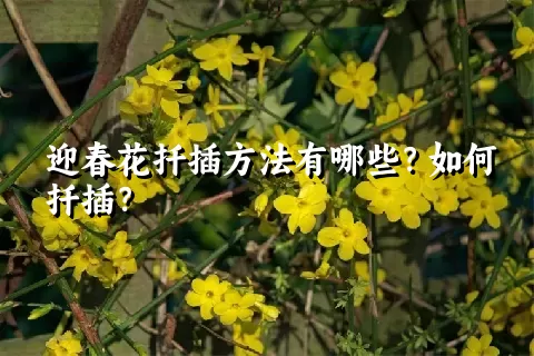 迎春花扦插方法有哪些？如何扦插？