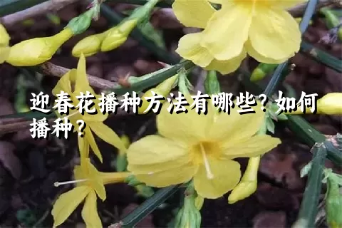 迎春花播种方法有哪些？如何播种？