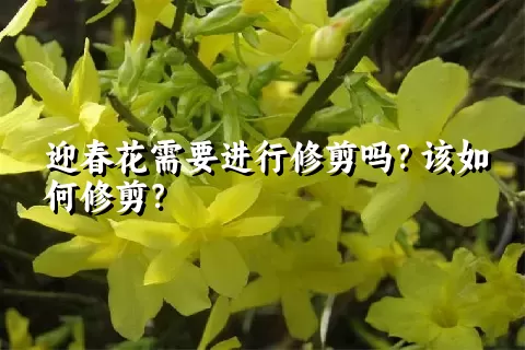 迎春花需要进行修剪吗？该如何修剪？