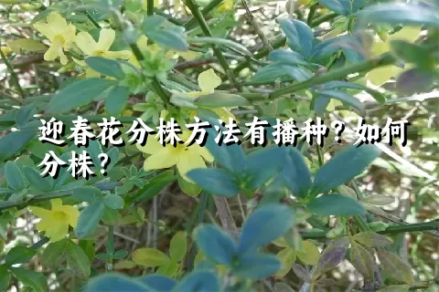 迎春花分株方法有播种？如何分株？