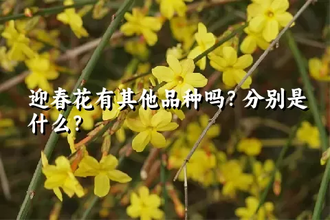 迎春花有其他品种吗？分别是什么？