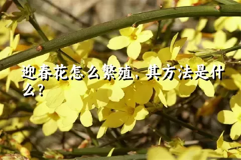 迎春花怎么繁殖，其方法是什么？