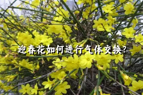 迎春花如何进行气体交换？