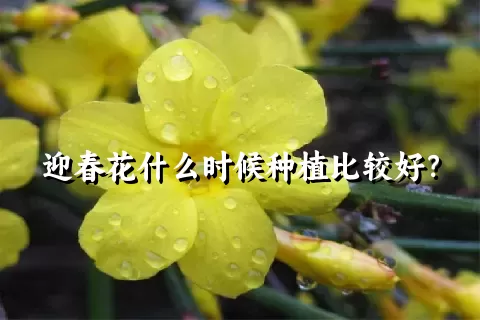 迎春花什么时候种植比较好？