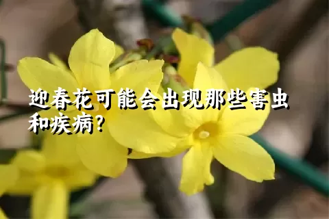 迎春花可能会出现那些害虫和疾病？