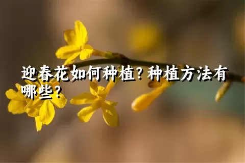 迎春花如何种植？种植方法有哪些？