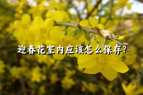 迎春花室内应该怎么保存？