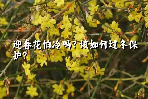 迎春花怕冷吗？该如何过冬保护？