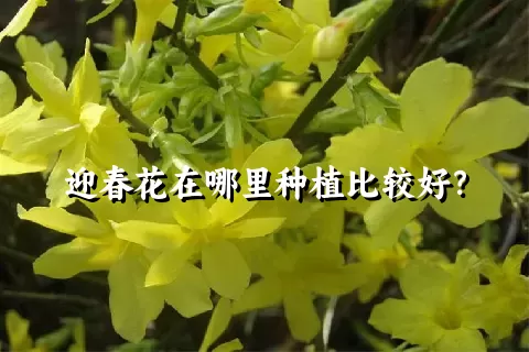 迎春花在哪里种植比较好？