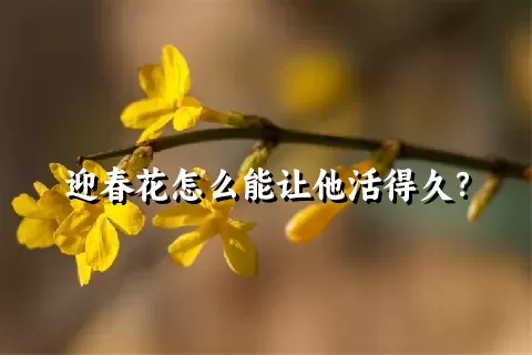 迎春花怎么能让他活得久？