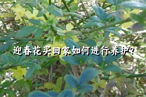 迎春花买回家如何进行养护？