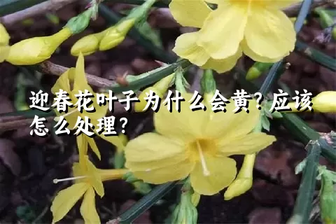 迎春花叶子为什么会黄？应该怎么处理？