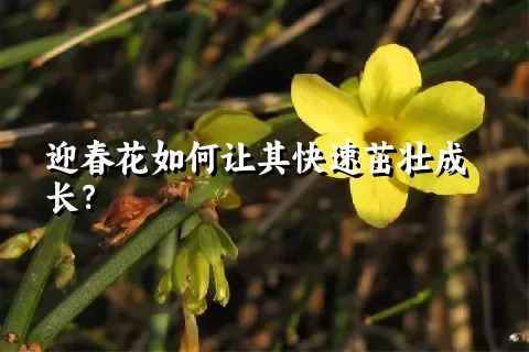 迎春花如何让其快速茁壮成长？