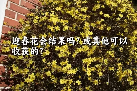 迎春花会结果吗？或其他可以收获的？