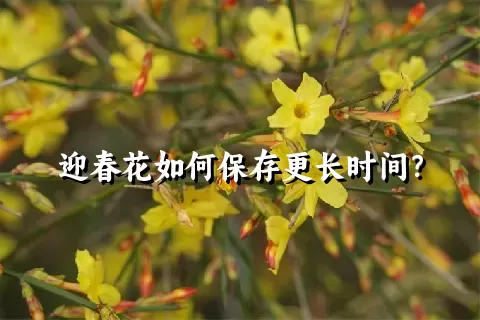 迎春花如何保存更长时间？