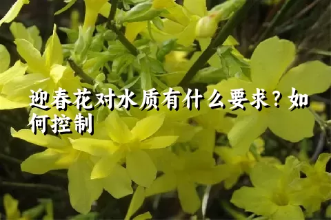 迎春花对水质有什么要求？如何控制