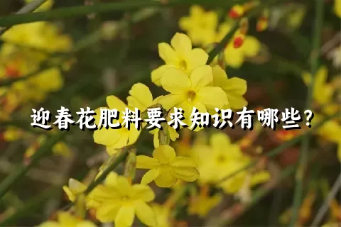 迎春花肥料要求知识有哪些？