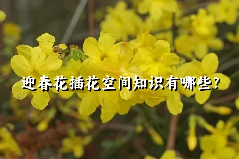 迎春花插花空间知识有哪些？