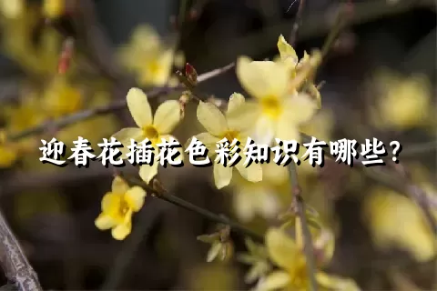 迎春花插花色彩知识有哪些？