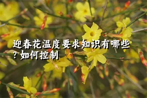 迎春花温度要求知识有哪些？如何控制