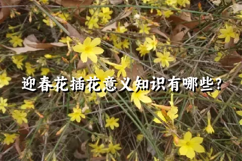 迎春花插花意义知识有哪些？