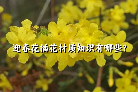 迎春花插花材质知识有哪些？