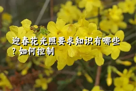 迎春花光照要求知识有哪些？如何控制