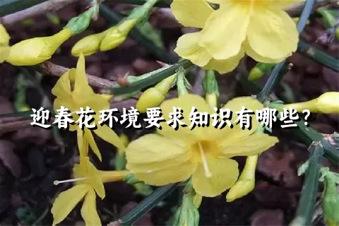 迎春花环境要求知识有哪些？