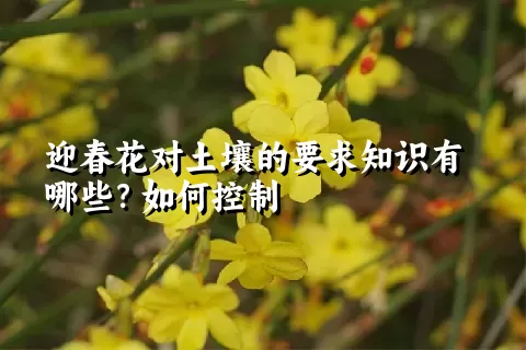 迎春花对土壤的要求知识有哪些？如何控制