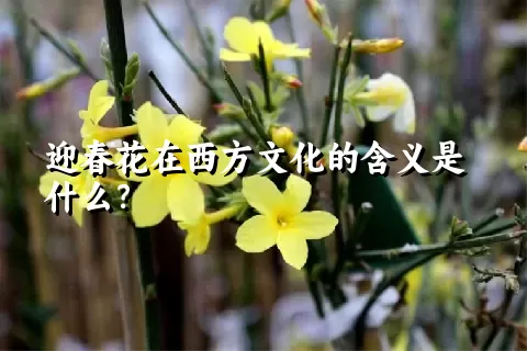 迎春花在西方文化的含义是什么？