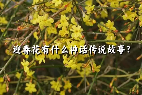 迎春花有什么神话传说故事？