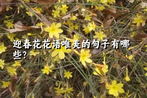 迎春花花语唯美的句子有哪些？