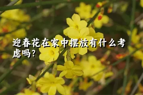 迎春花在家中摆放有什么考虑吗？