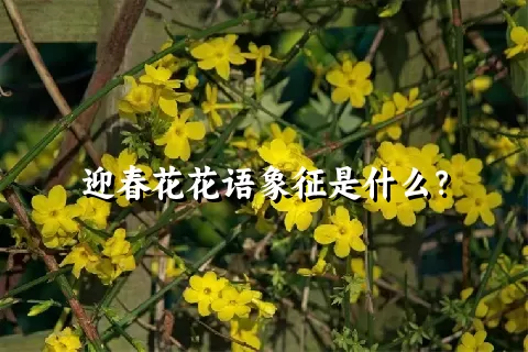 迎春花花语象征是什么？