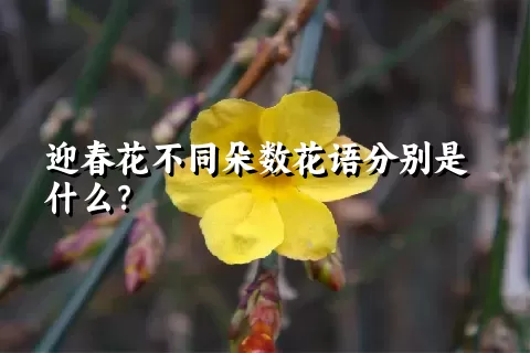 迎春花不同朵数花语分别是什么？