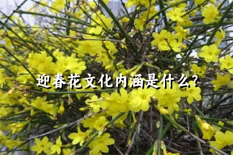 迎春花文化内涵是什么？