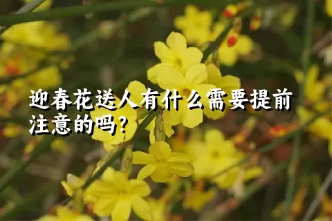 迎春花送人有什么需要提前注意的吗？