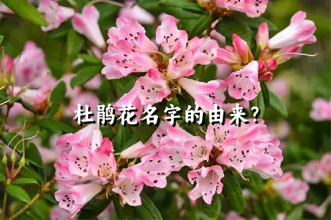 杜鹃花名字的由来？