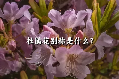 杜鹃花别称是什么？